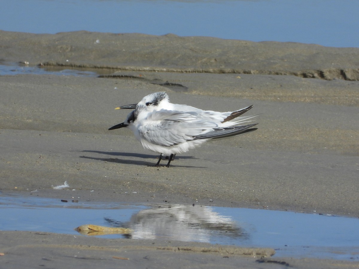 白嘴端燕鷗 - ML643978591