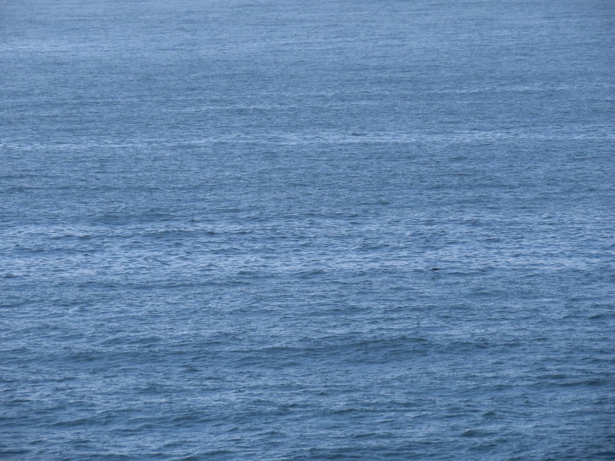 Brown Booby - ML643978602