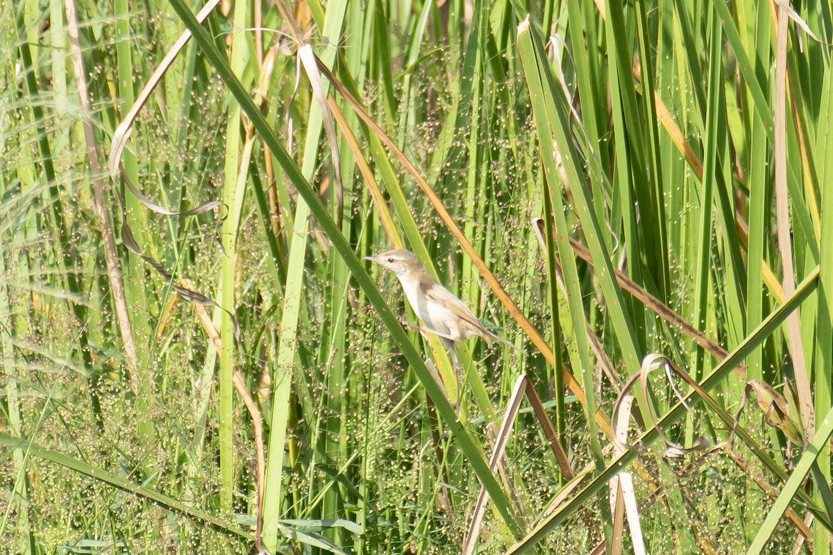 Хээрийн охил бялзуухай - ML643978609