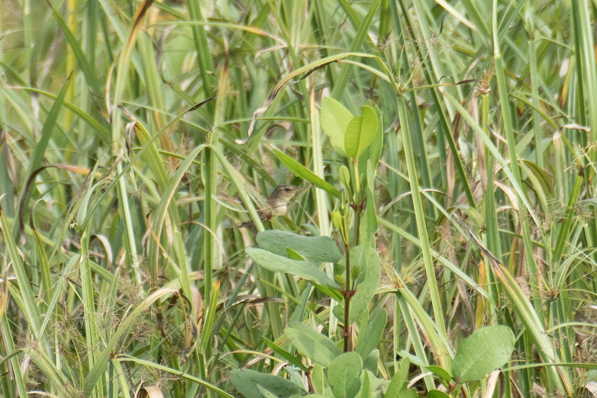 シベリアセンニュウ - ML643978611