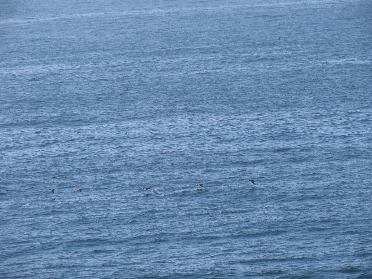 Brown Booby - ML643978629