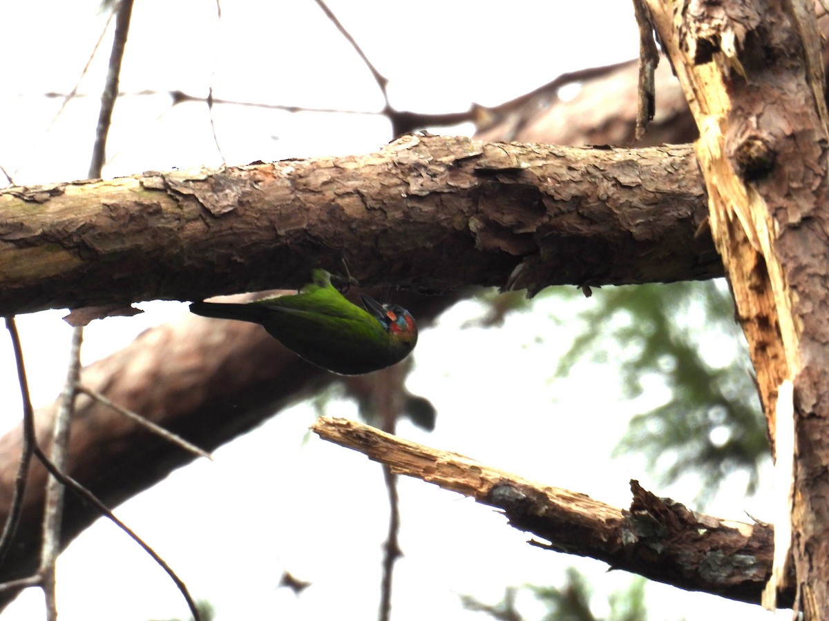 blåøreskjeggfugl - ML643978639