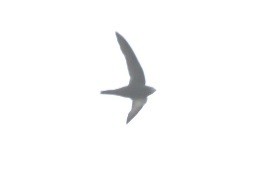 Common Swift - ML643978650