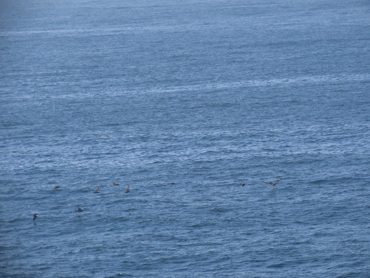 Brown Booby - ML643978654