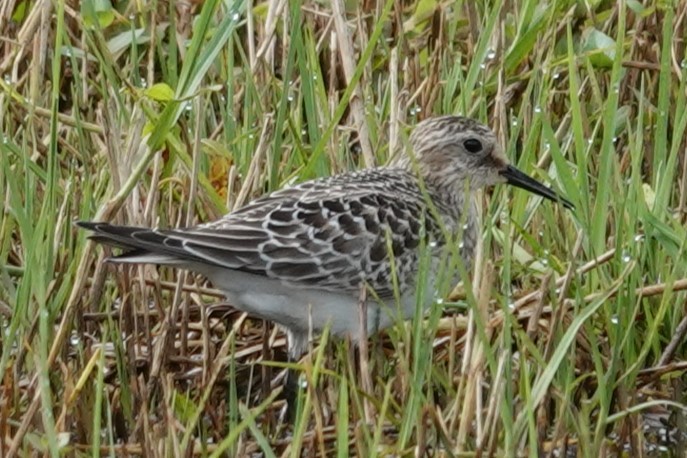 Baird's Sandpiper - ML643978659