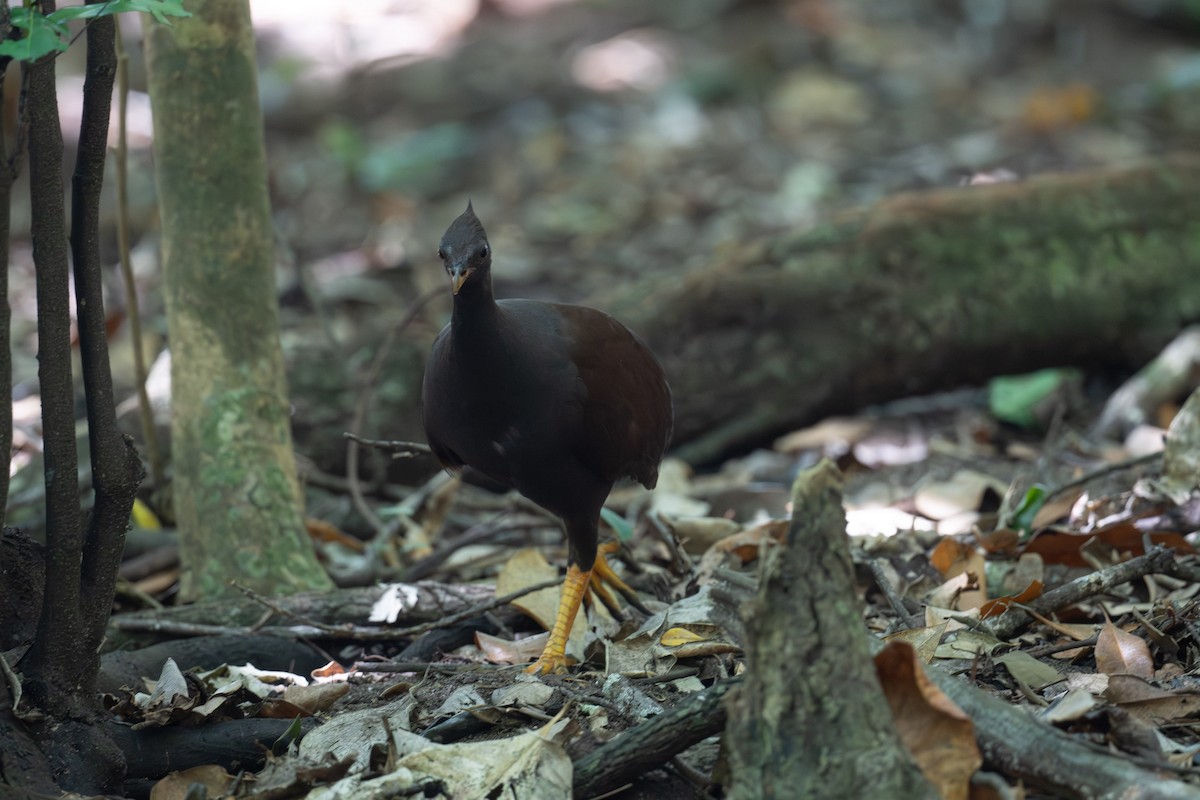 Orange-footed Megapode - ML643978660