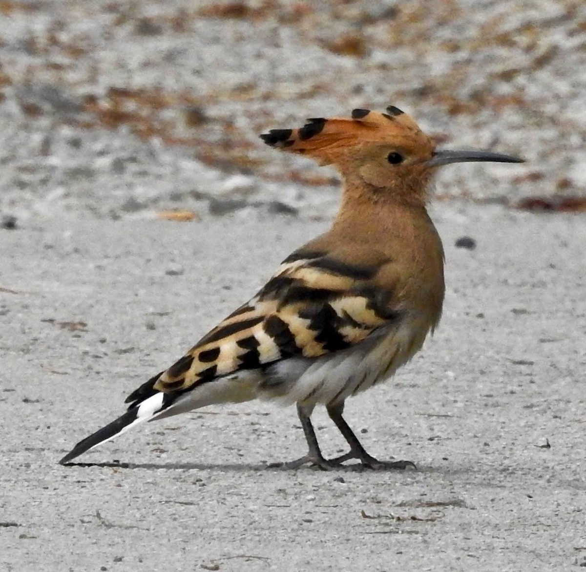 Eurasian Hoopoe - ML643978662