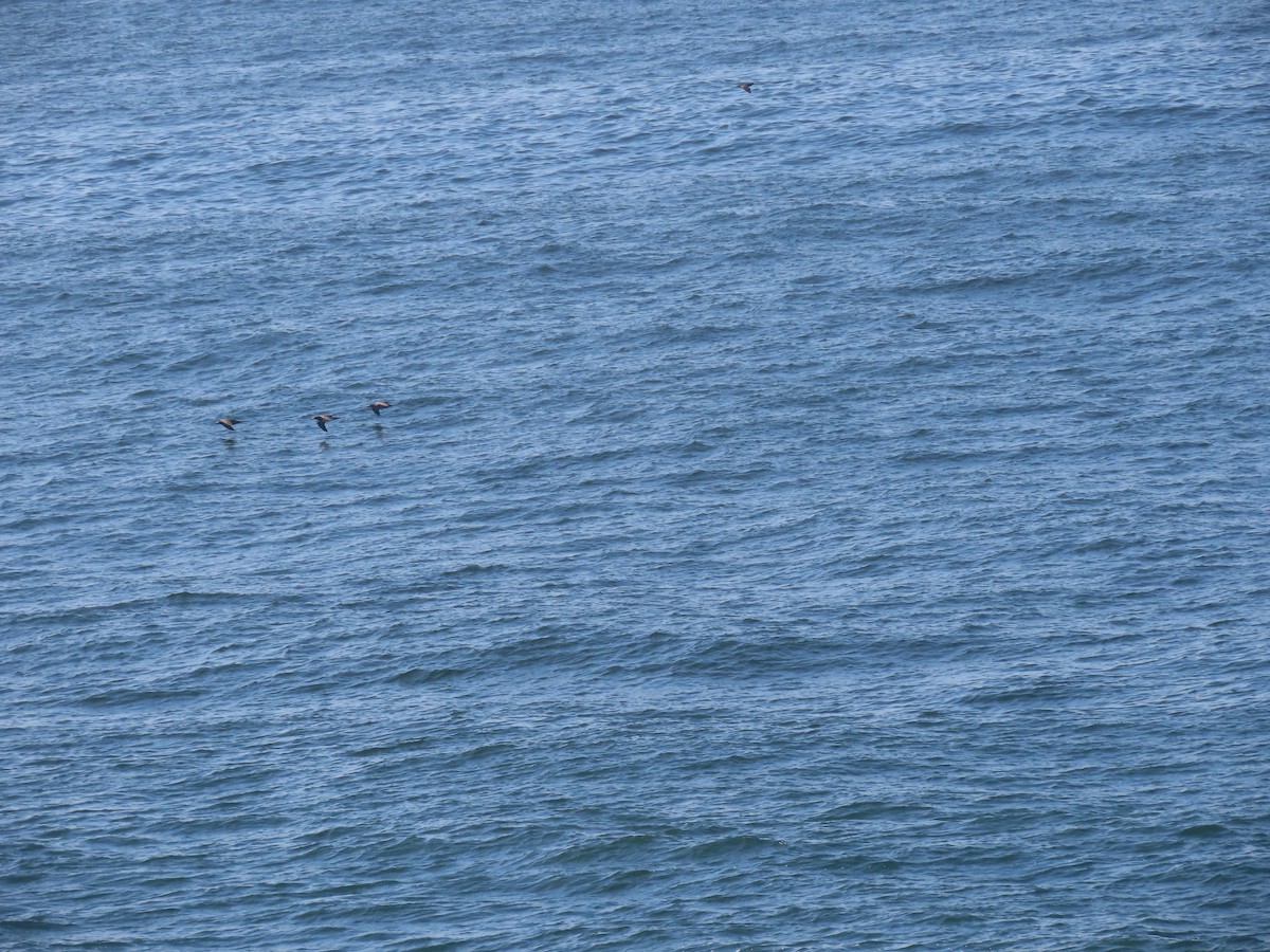 Brown Booby - ML643978668