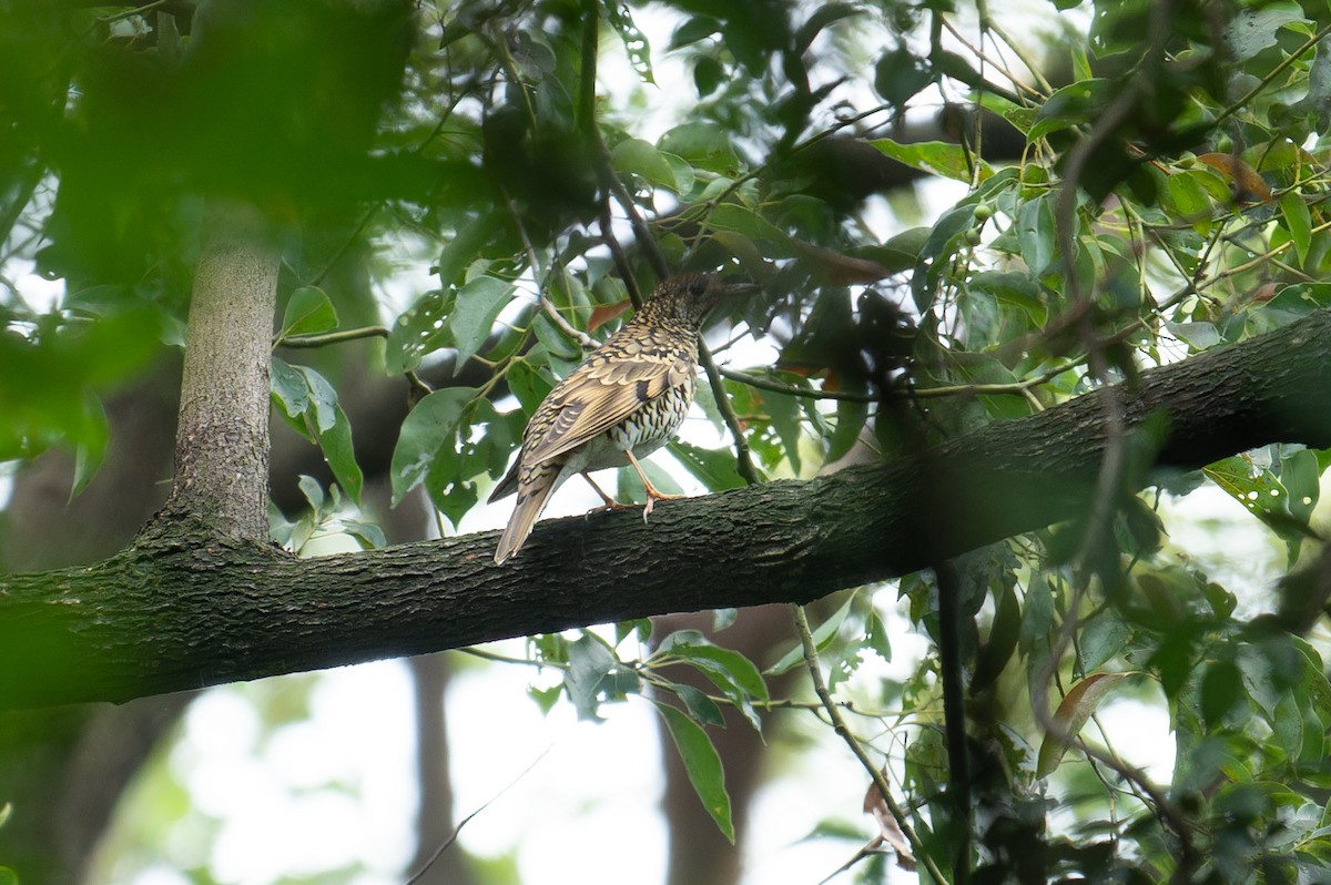White's Thrush - ML643978669
