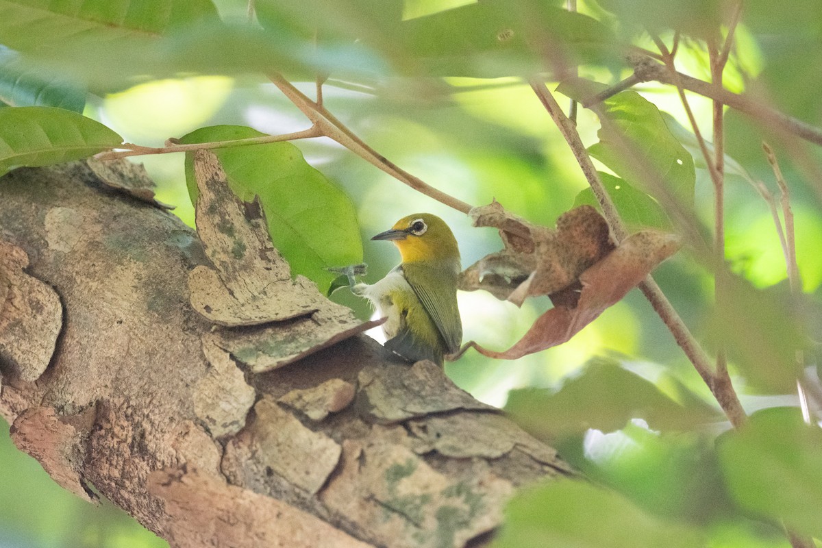 Ashy-bellied White-eye - ML643978675