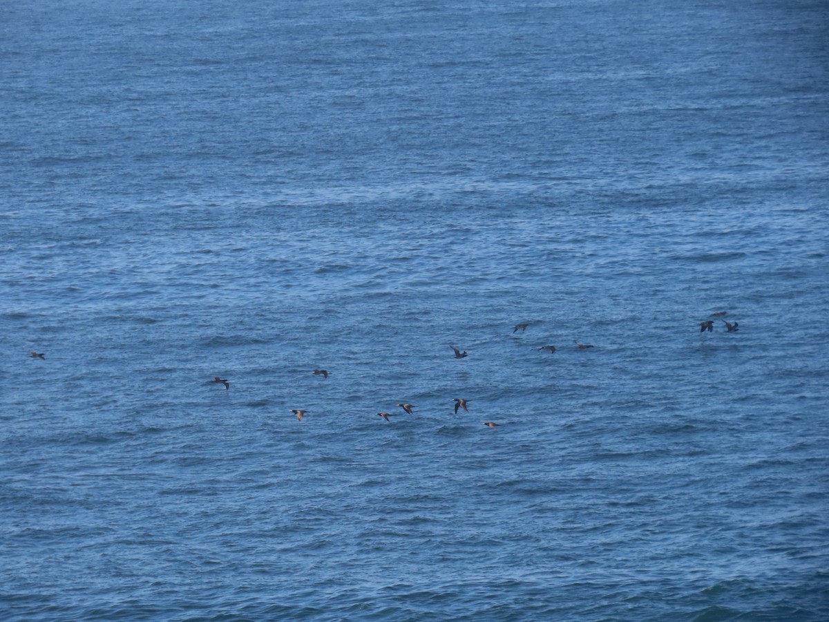 Brown Booby - ML643978676