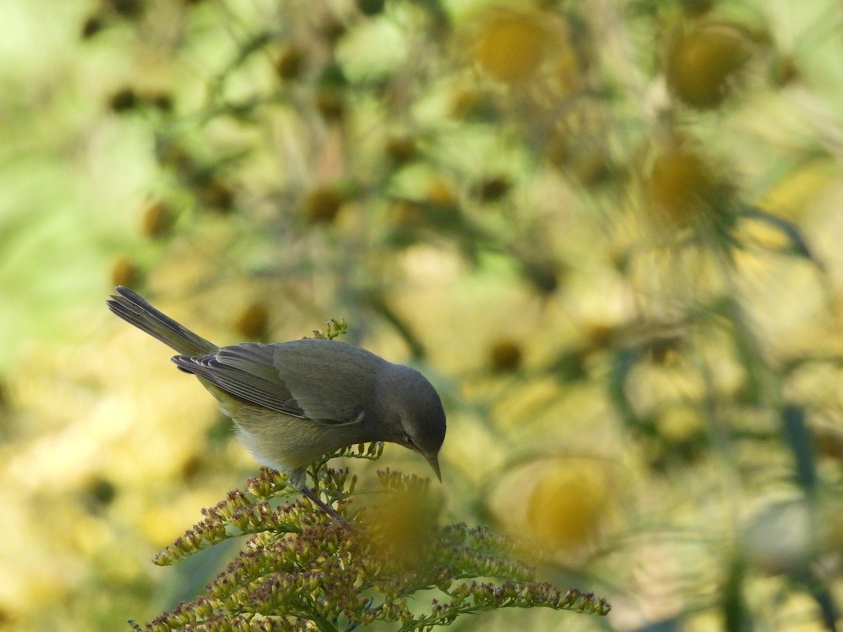 Orange-crowned Warbler - ML643978692