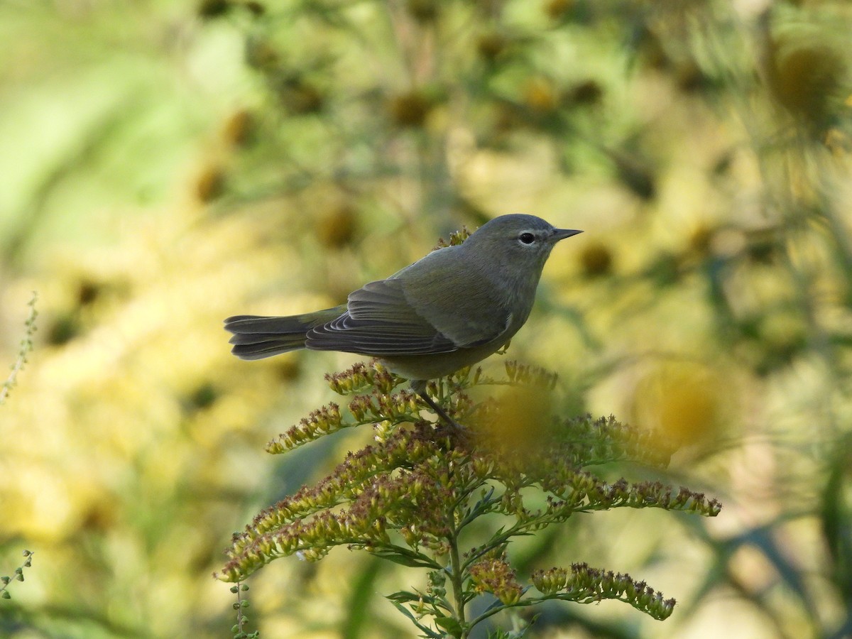 Orange-crowned Warbler - ML643978693