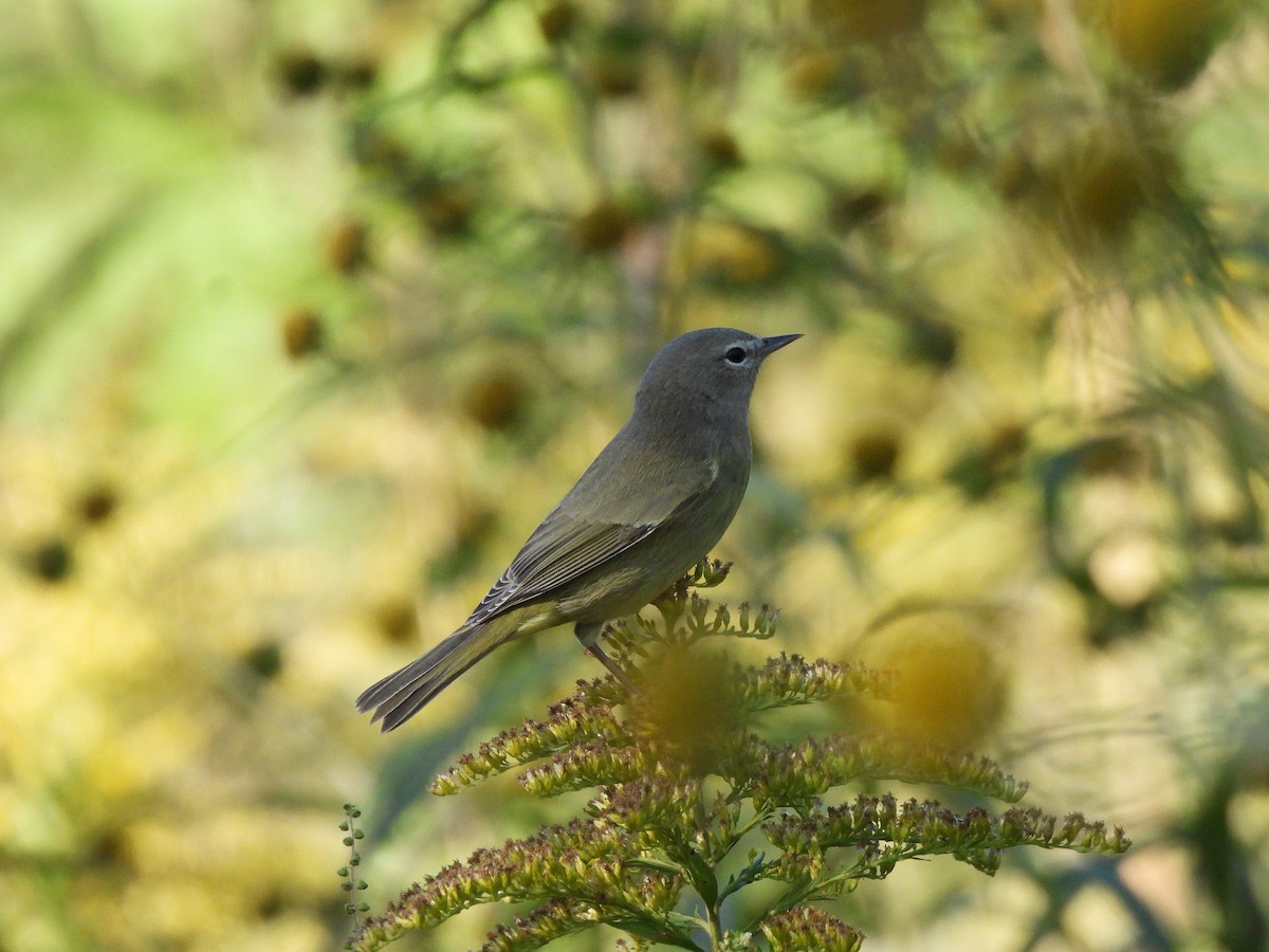 Orange-crowned Warbler - ML643978694