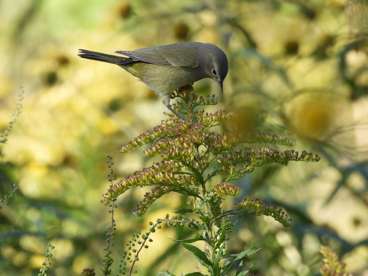 Orange-crowned Warbler - ML643978695