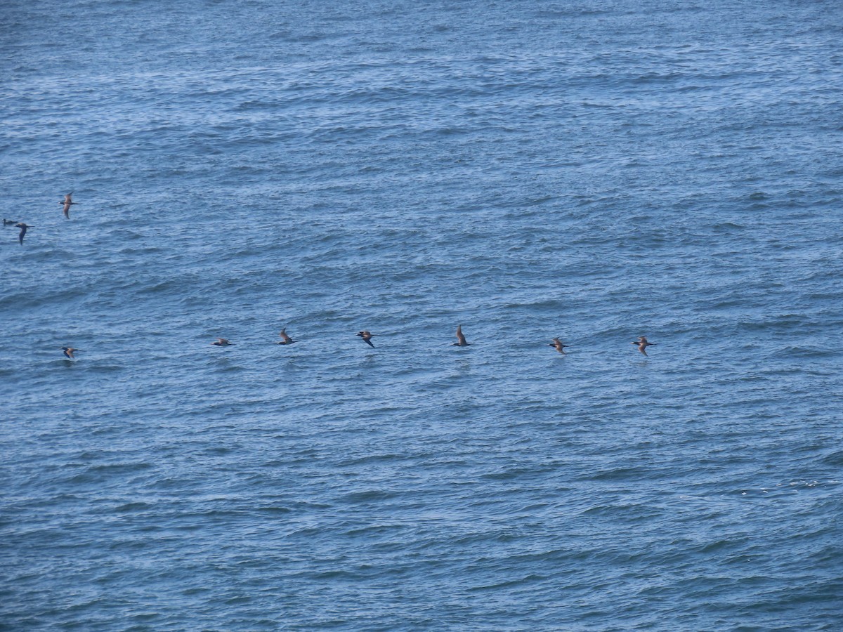 Brown Booby - ML643978725