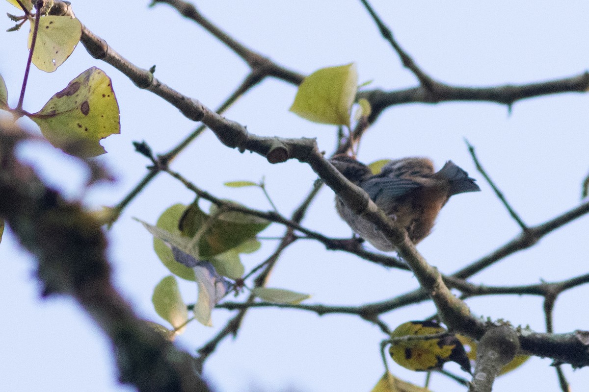 Scrub Tanager - ML643978726