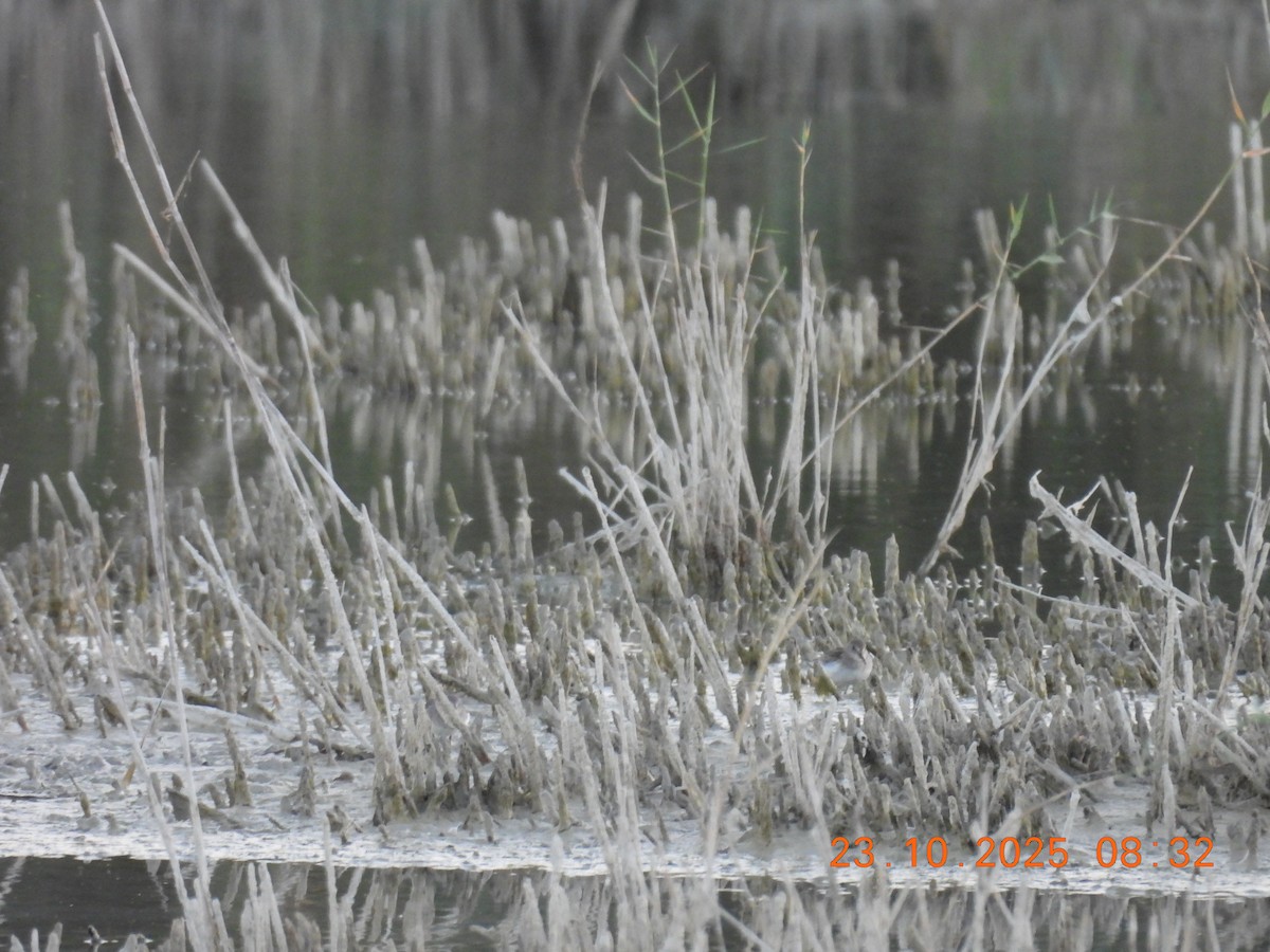 Bécasseau de Temminck - ML643978728