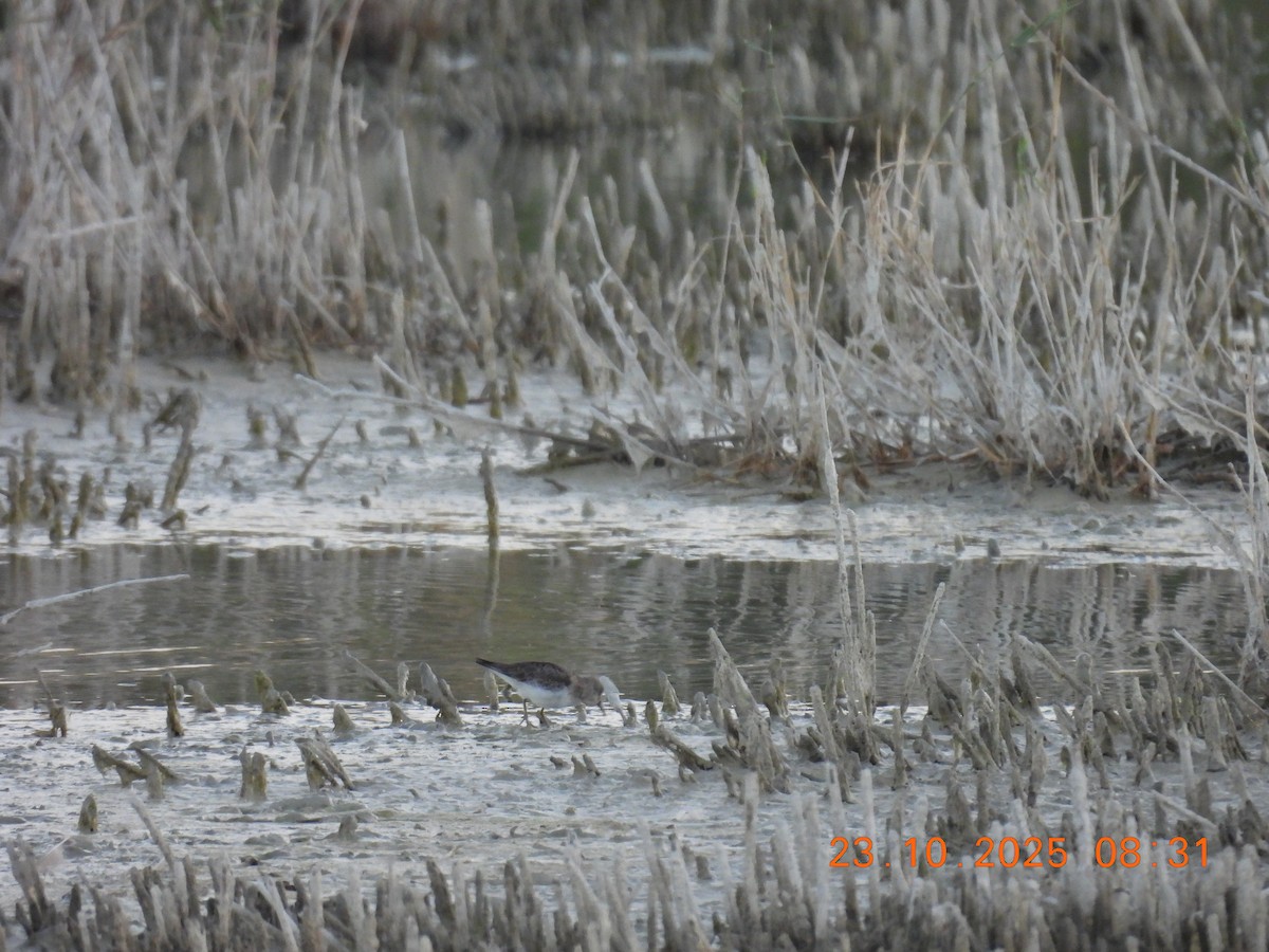 Bécasseau de Temminck - ML643978731