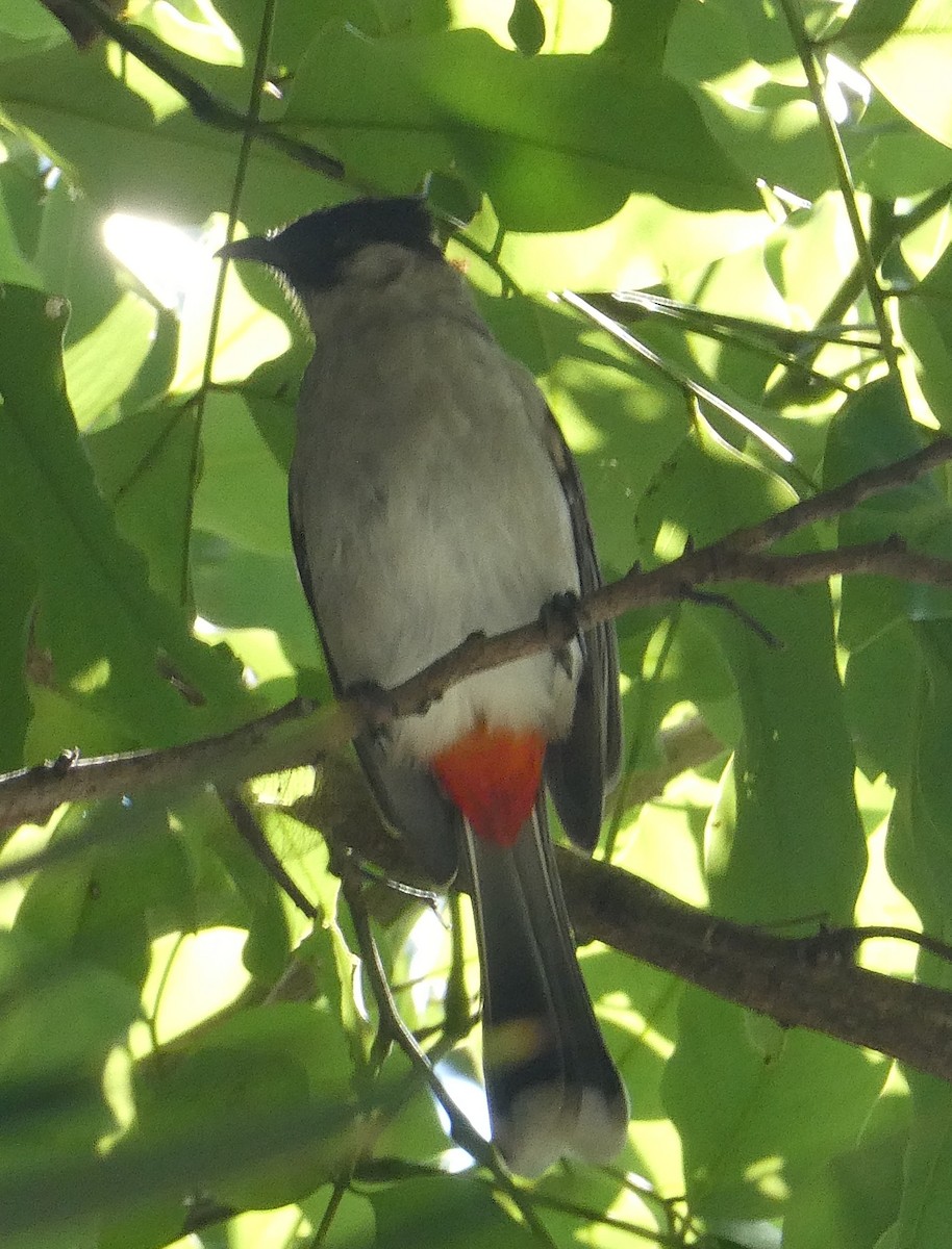 Bulbul Ventridorado - ML643978736