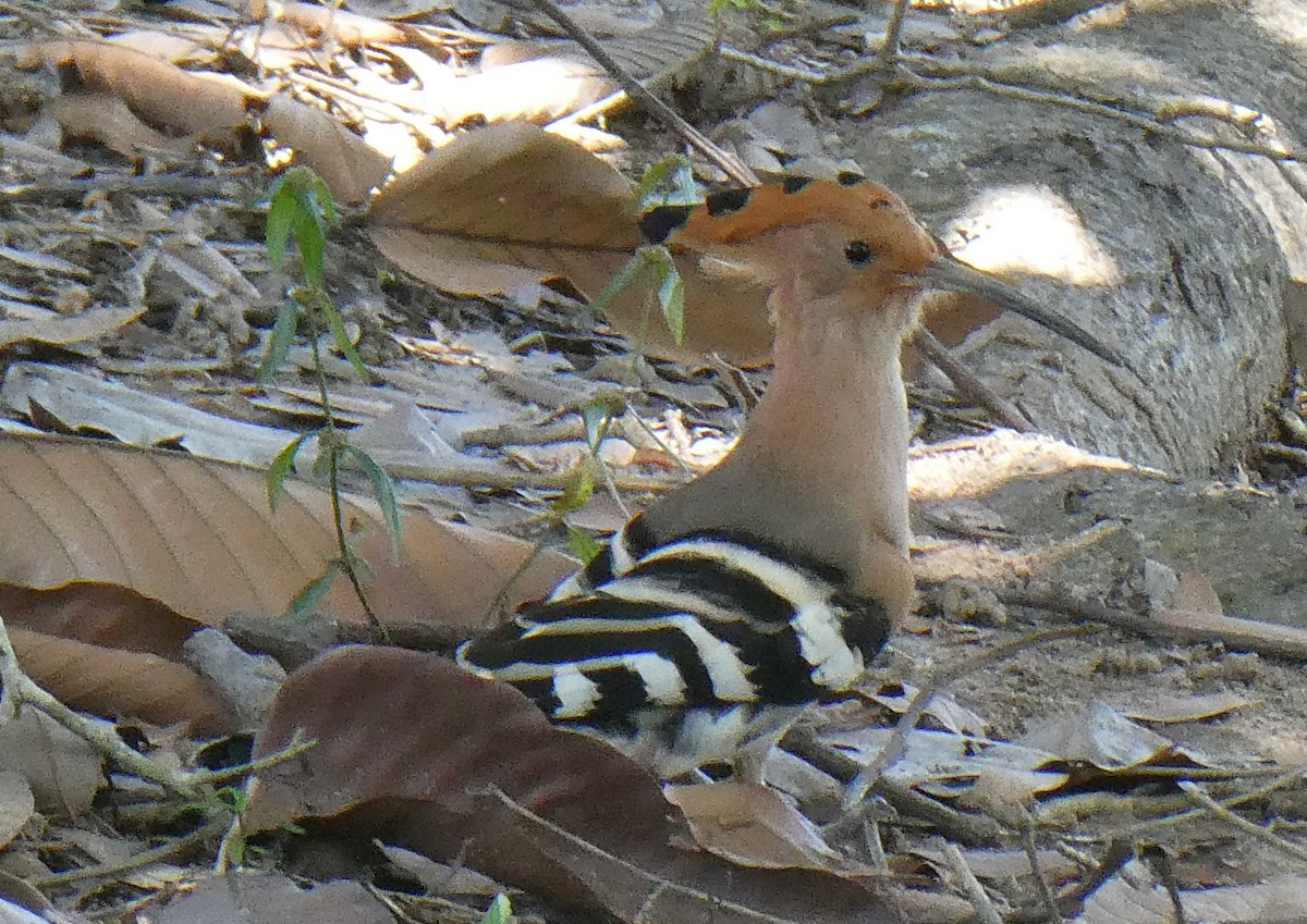 Eurasian Hoopoe - ML643978756
