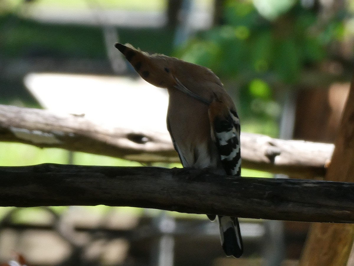 Eurasian Hoopoe - ML643978763