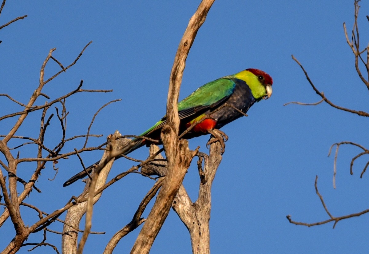 Red-capped Parrot - ML643978775