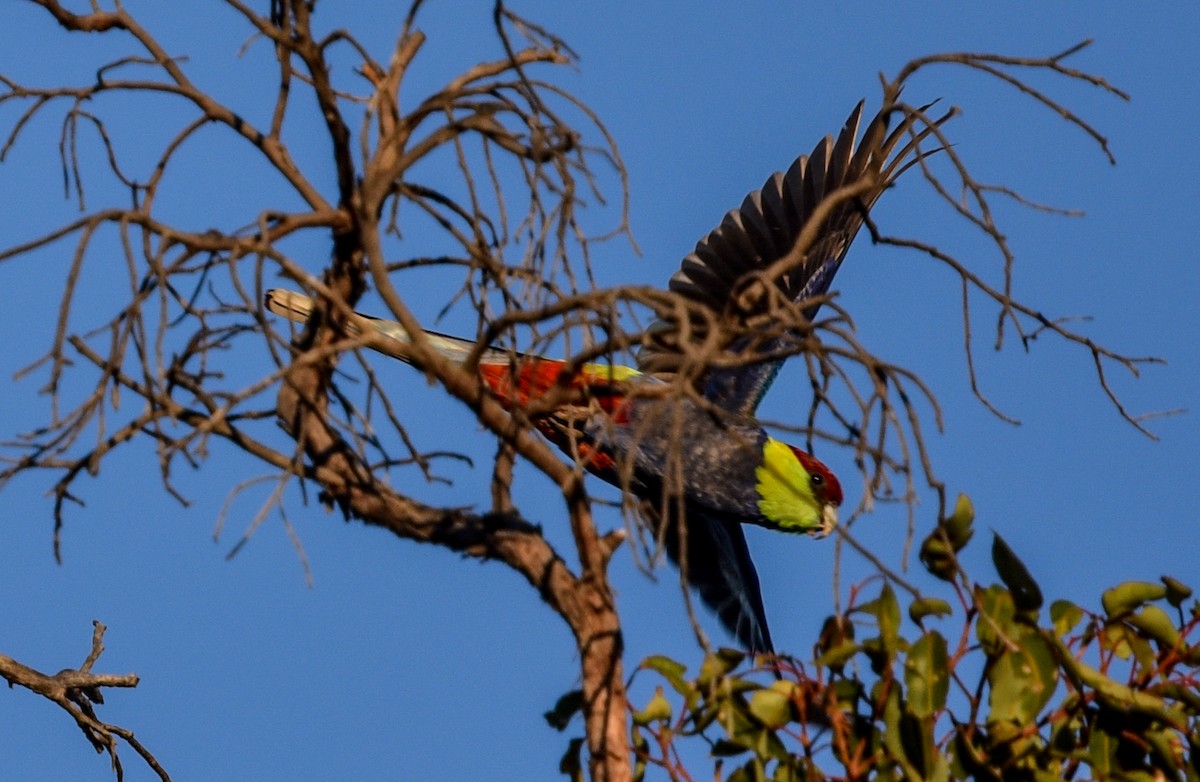 Red-capped Parrot - ML643978776