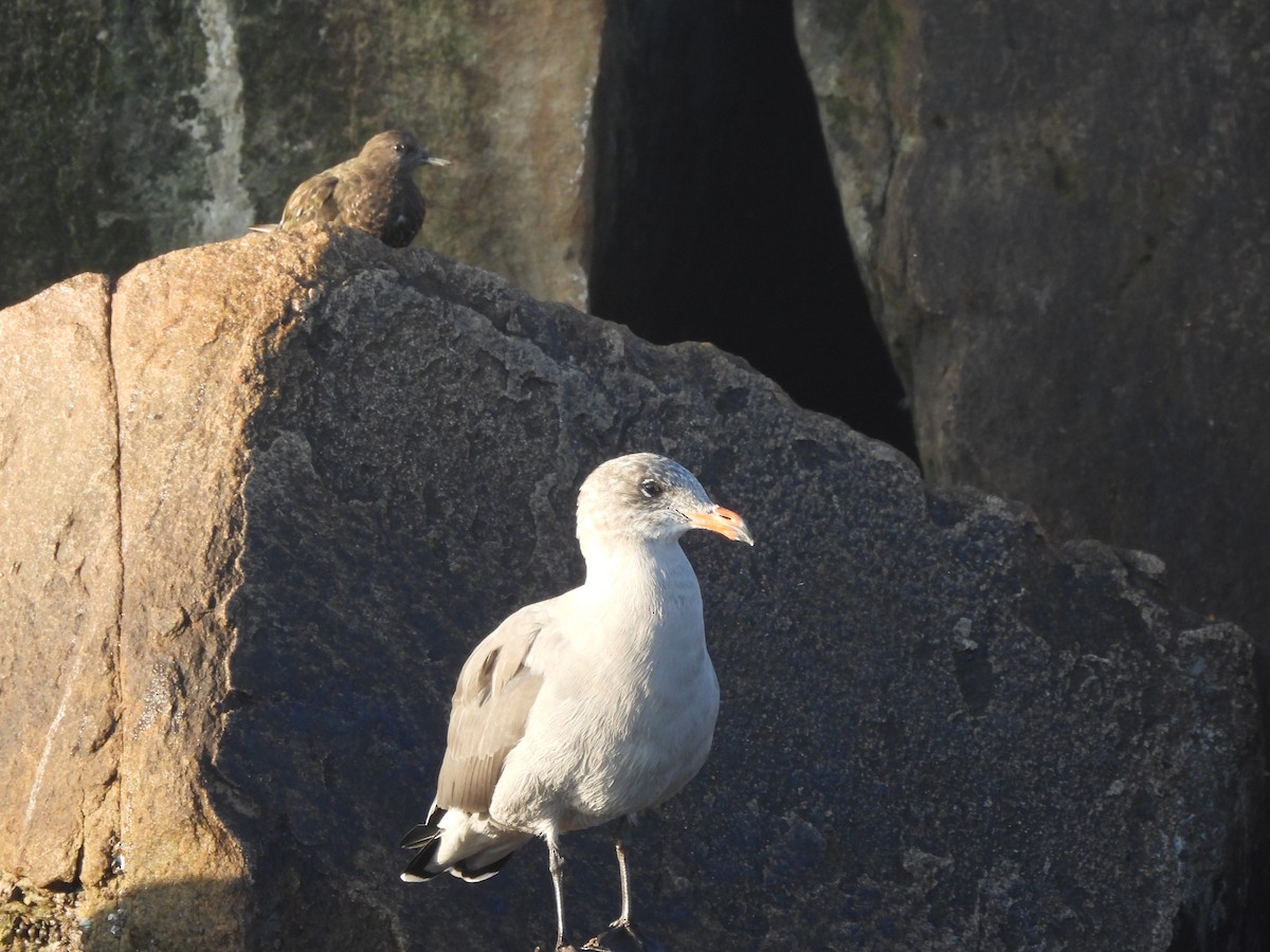 Heermann's Gull - ML643978797