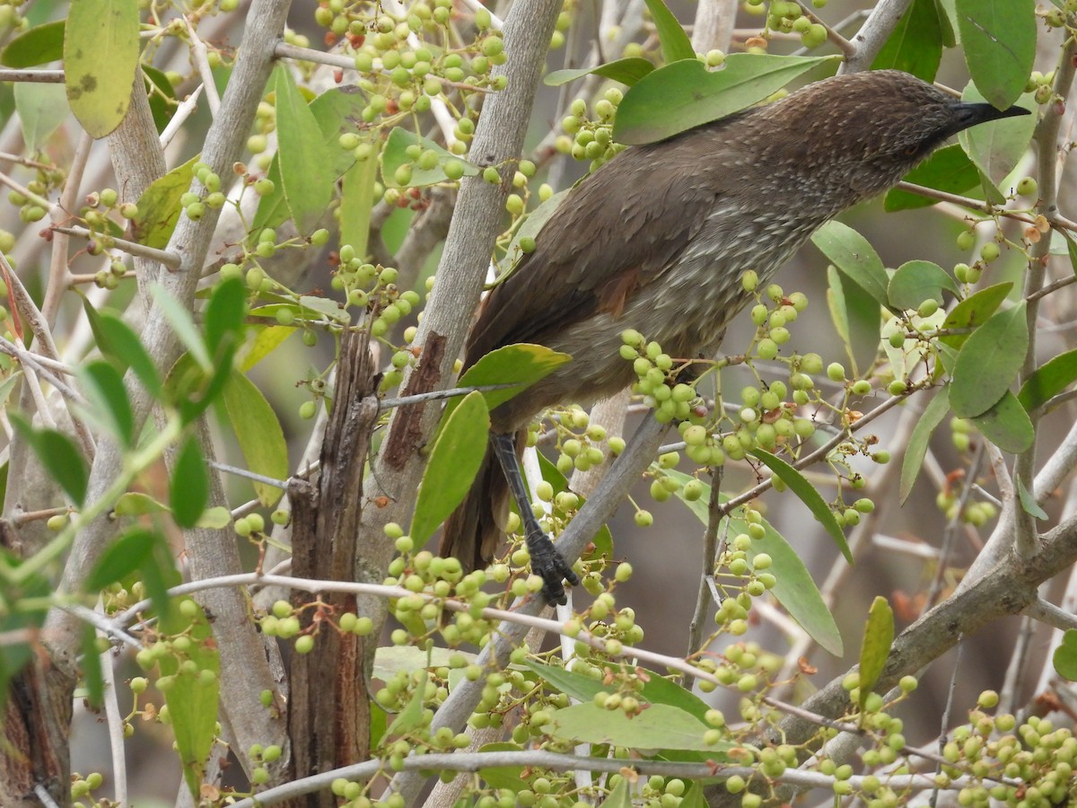 Arrow-marked Babbler - ML643978798