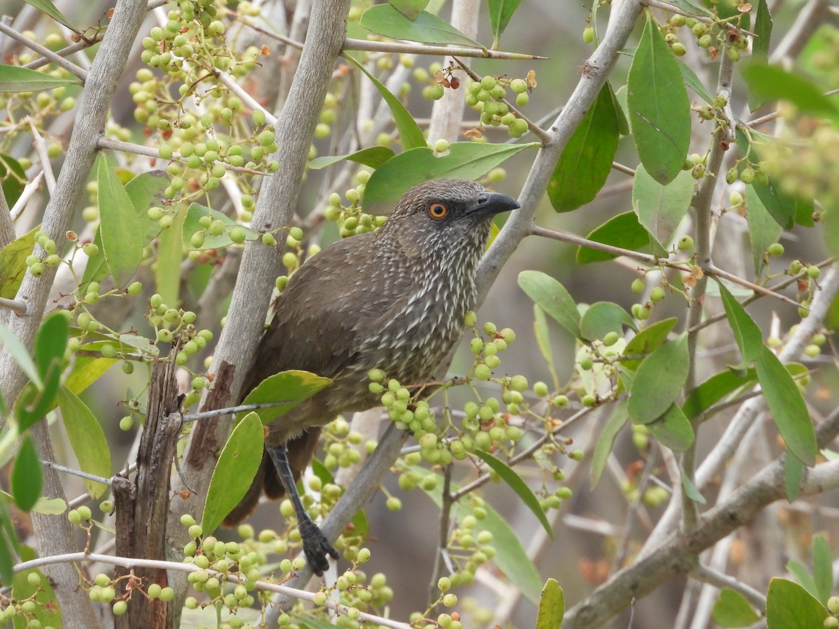 Arrow-marked Babbler - ML643978799