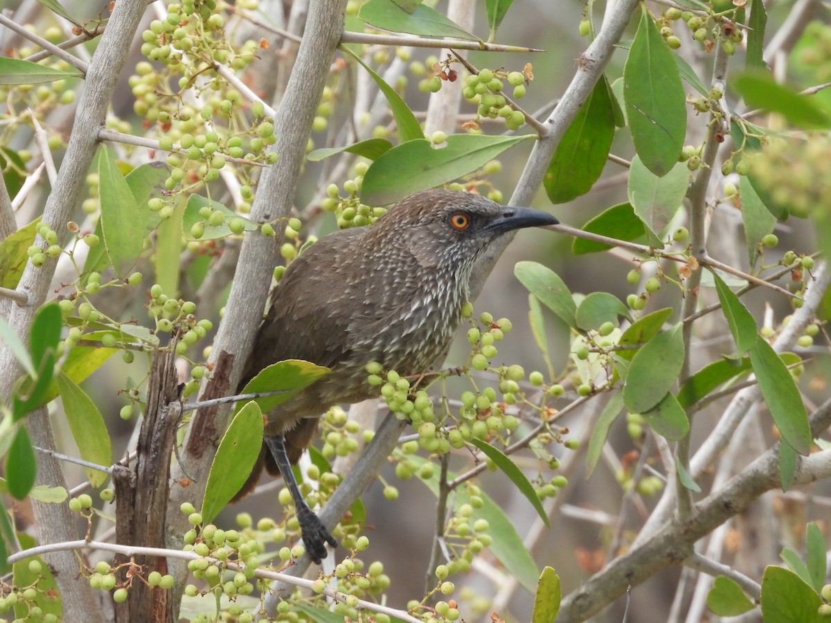 Arrow-marked Babbler - ML643978800