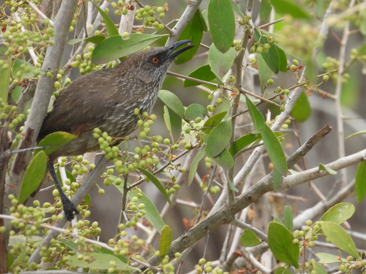 Arrow-marked Babbler - ML643978801