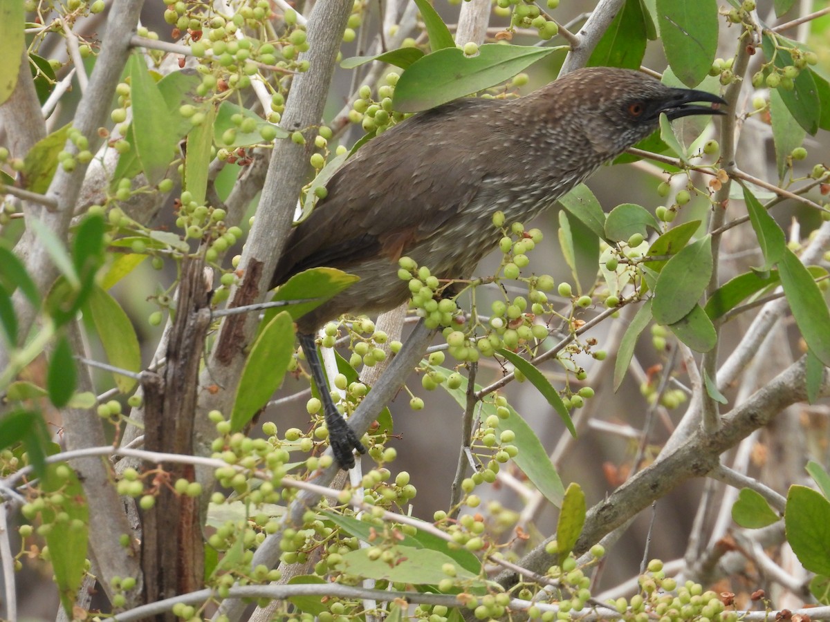 Arrow-marked Babbler - ML643978802