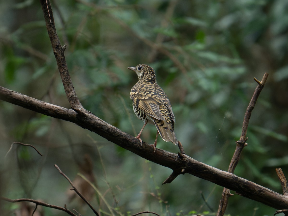 White's Thrush - ML643978809