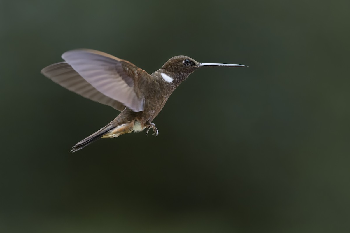 Brown Inca - ML643978833
