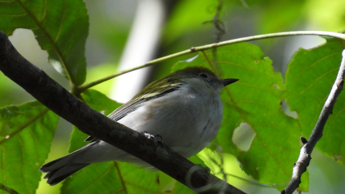 Chestnut-sided Warbler - ML643978861