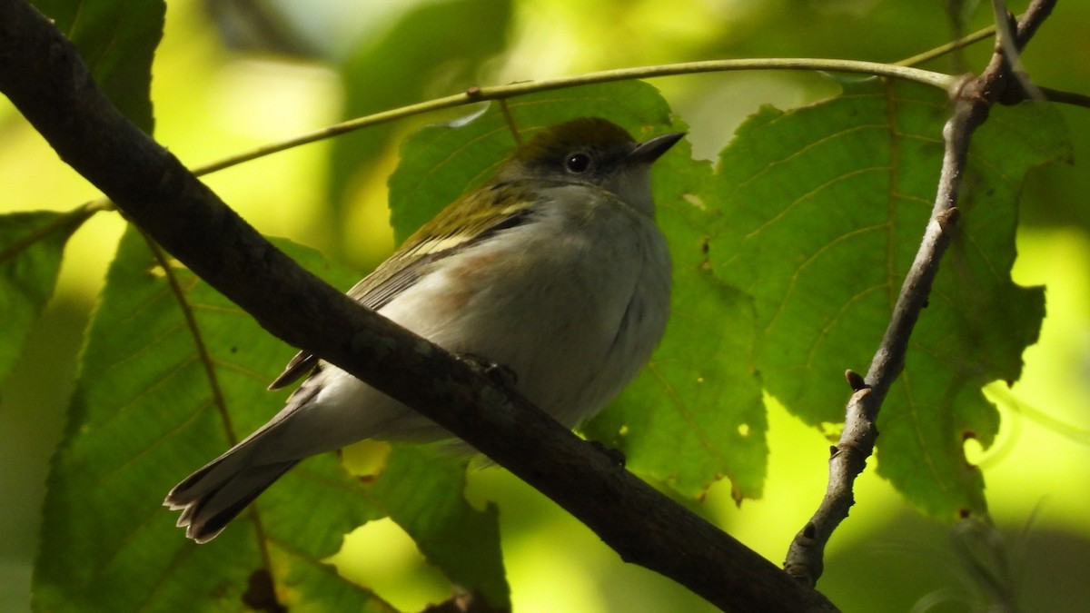 Chestnut-sided Warbler - ML643978862