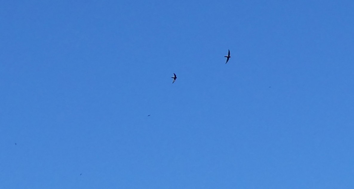 House Swift - ML643978863