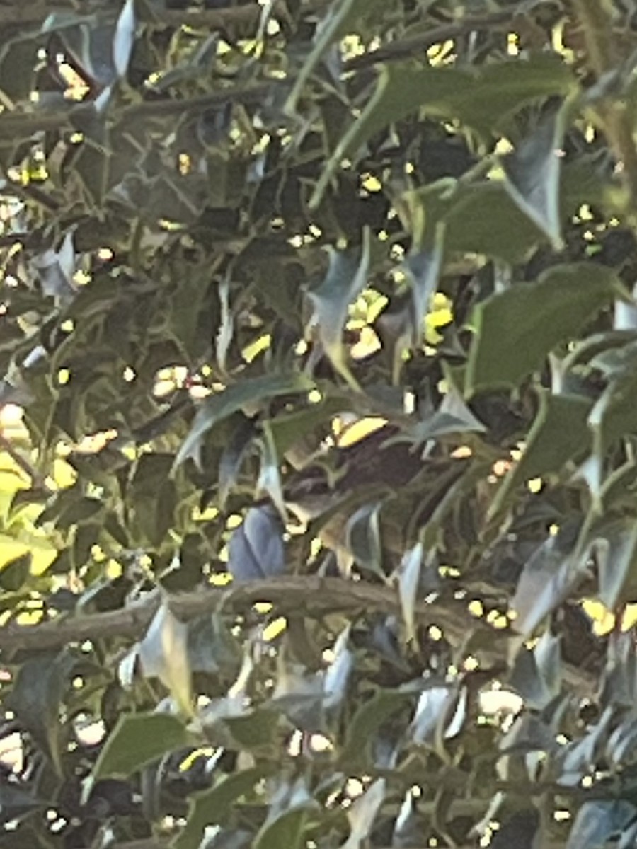 Carolina Wren - ML643978865