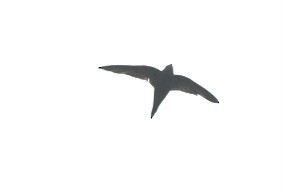 Common Swift - ML643978869