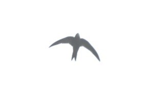 Common Swift - ML643978870