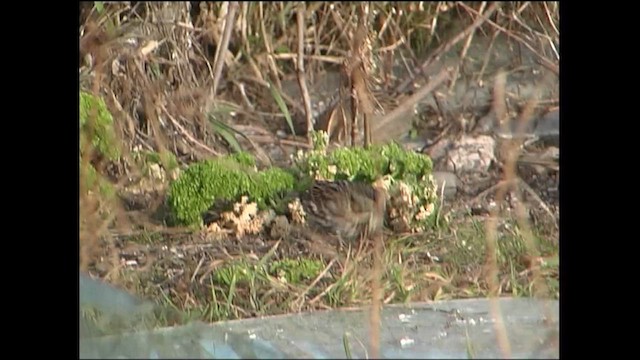 Savannah Sparrow - ML643978881