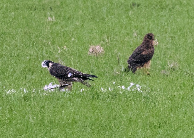 Peregrine Falcon - ML643978886