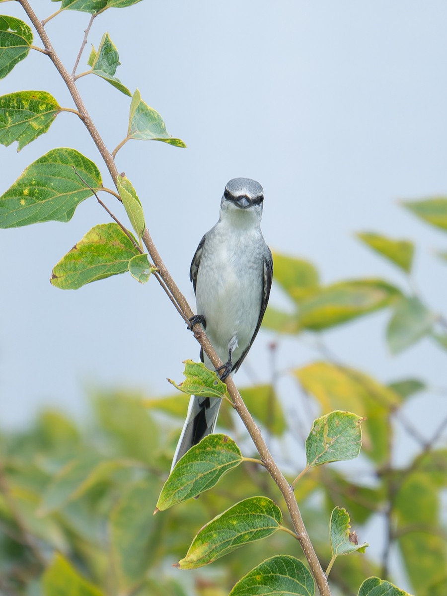 Ashy Minivet - ML643978888