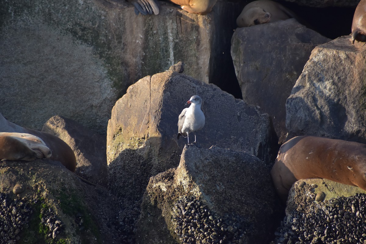 Heermann's Gull - ML643978916