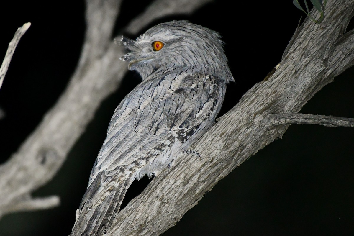 Tawny Frogmouth - ML643978941