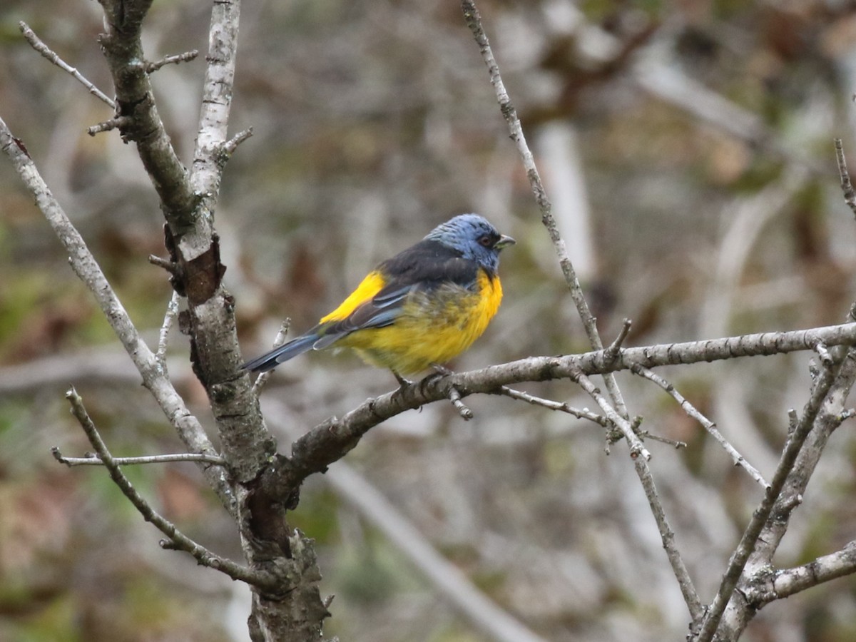 Blue-and-yellow Tanager - ML643978955