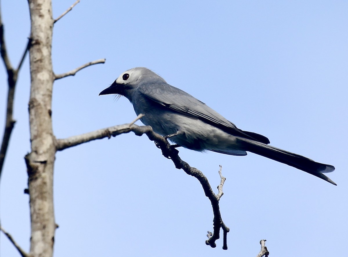 Дронго сірий (innexus/leucogenis/salangensis) - ML643978979