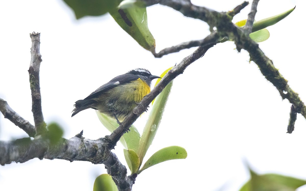 Bananaquit - ML643978981